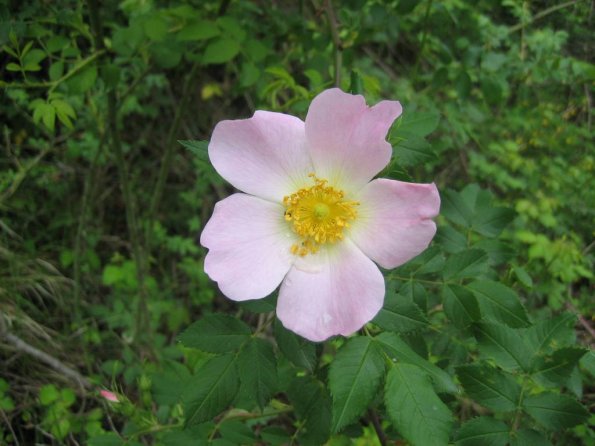 Eglantine ?