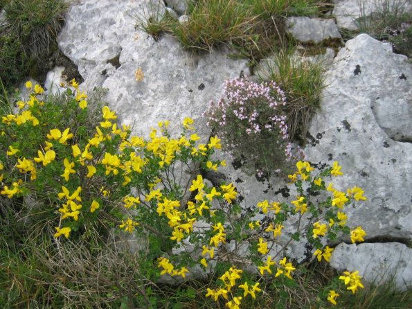 Fleur jaune et du Thym