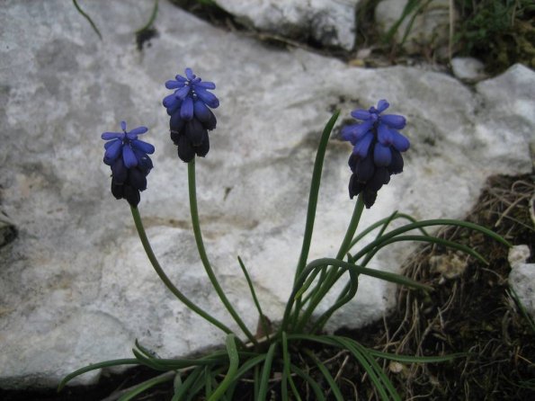 Muscari