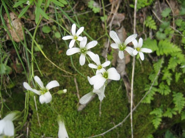 Silene