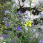 Fleur(s) des champs