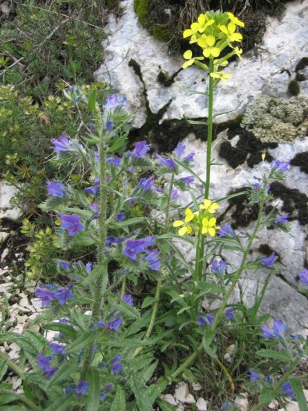 Fleur(s) des champs