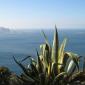 Agave et ile Riou