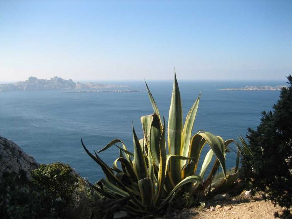 Agave et ile Riou